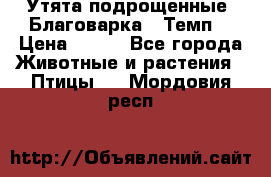 Утята подрощенные “Благоварка“,“Темп“ › Цена ­ 100 - Все города Животные и растения » Птицы   . Мордовия респ.